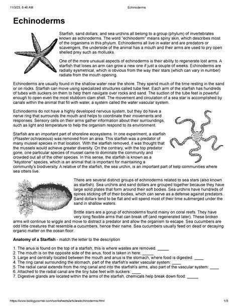 Biology Corner Echinoderms