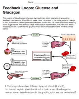 Biology Corner Feedback Loops