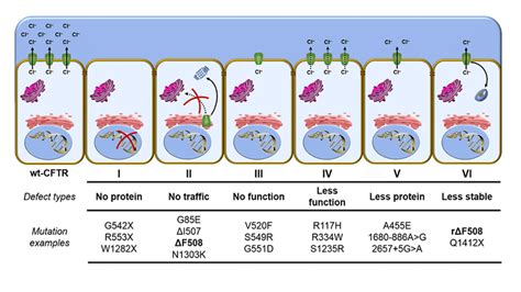 Biology Corner Mutations