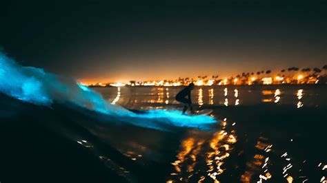 bioluminescence in the surf near