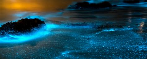 bioluminescent bay cayman islands