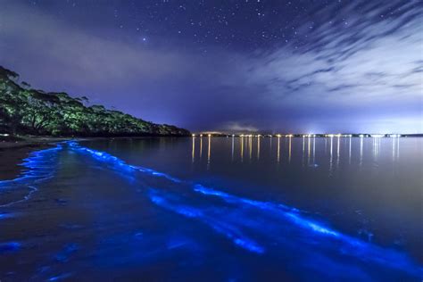 bioluminescent bay puerto rico facts