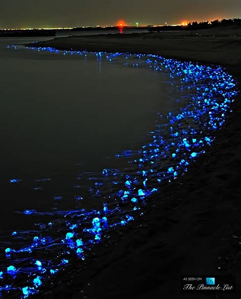 bioluminescent bay puerto rico vieques