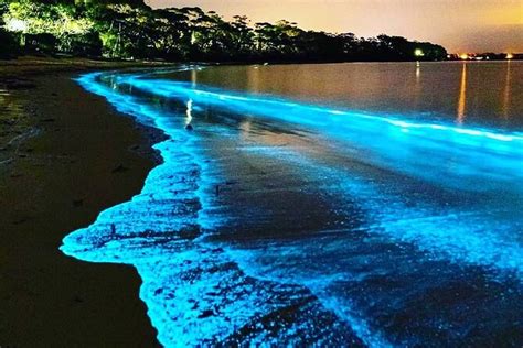 bioluminescent beach in florida