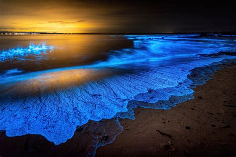 bioluminescent beach in usa