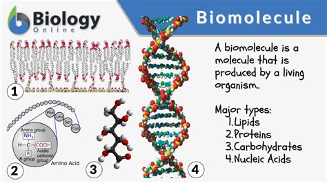 Biomolecule Structure Examples