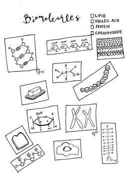 Biomolecules Coloring Worksheet