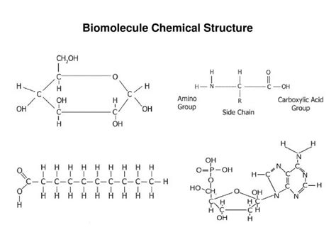 Biomolecules Examples Quizlet
