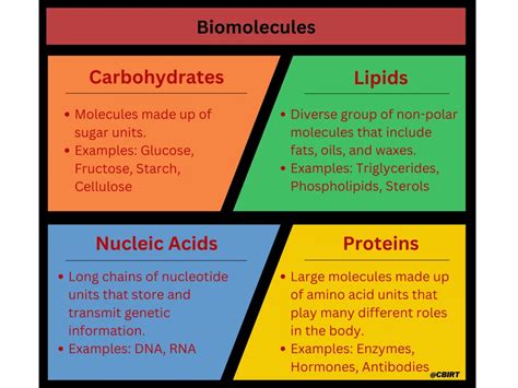 Biomolecules Main Functions