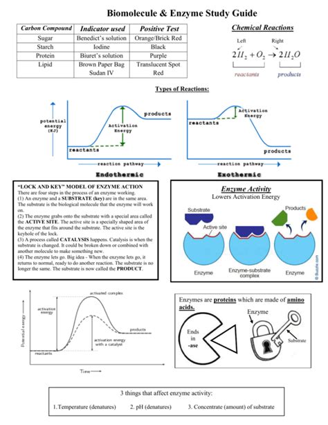 Biomolecules Study Guide 4 Answers