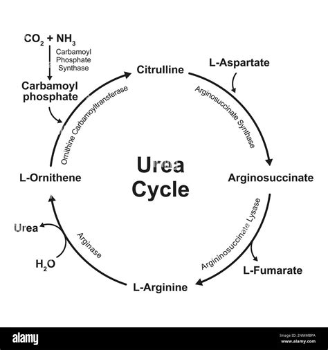 Unveiling the Magic: How Nature Crafts Urea through Biosynthesis