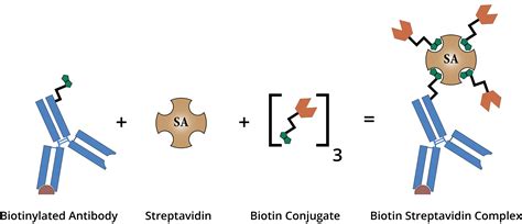 biotin streptavidin