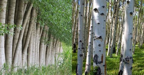 Birch Tree Cons