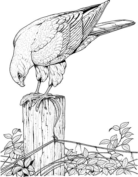 Bird Coloring Pages Realistic: Tips And Ideas For A Fun Activity