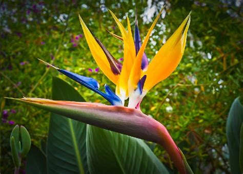Bird of Paradise Plant Care 5 Handy Tips to Use Now