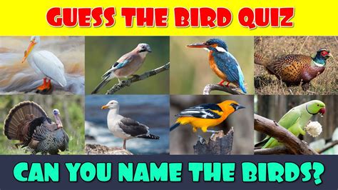 What bird am i ? Quiz Accurate Personality Test Trivia Ultimate Game