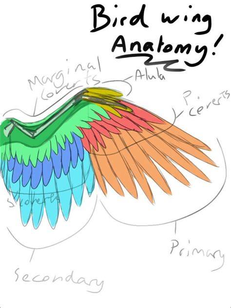 Bird Anatomy Drawing Reference