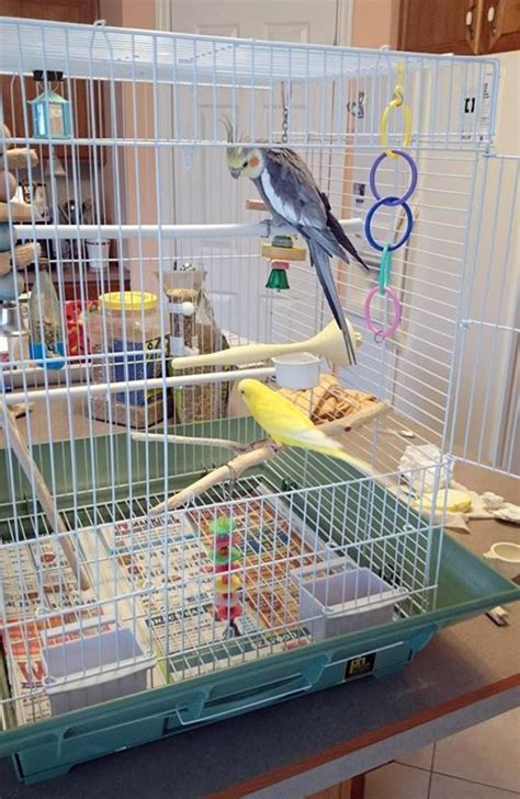 Bird Cage Set Ups
