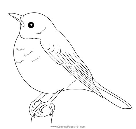 Bird Coloring Pages Robin