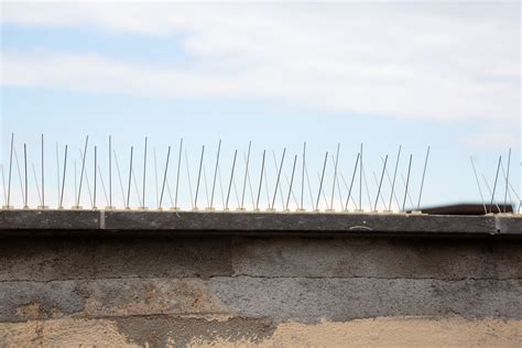 Bird Control Spikes Building