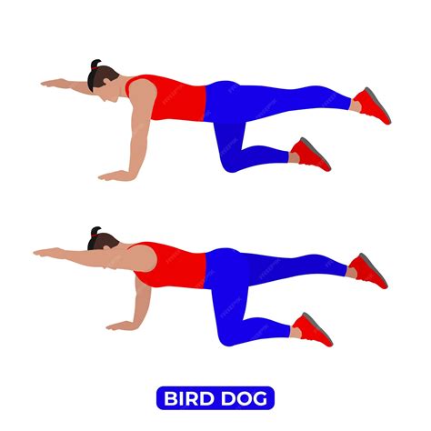 Bird Dog Opengear
