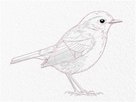 bird drawing free