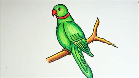 bird drawing parrot
