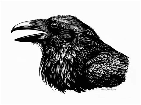 bird drawing raven