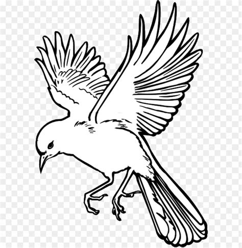 bird drawing transparent