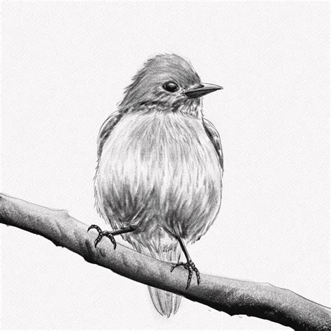 bird drawing video