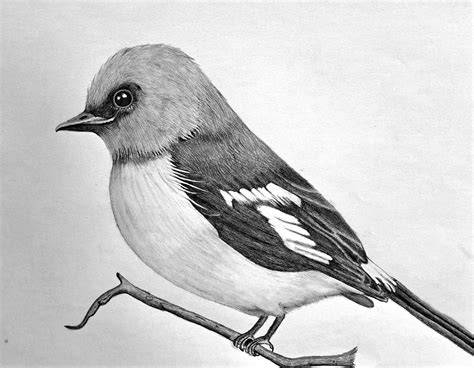 bird drawings