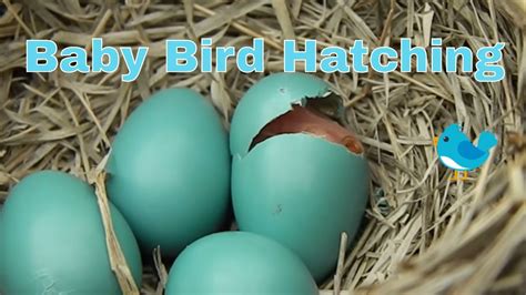Bird Egg To Hatch