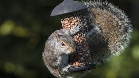 Bird Feeder Deter Squirrels