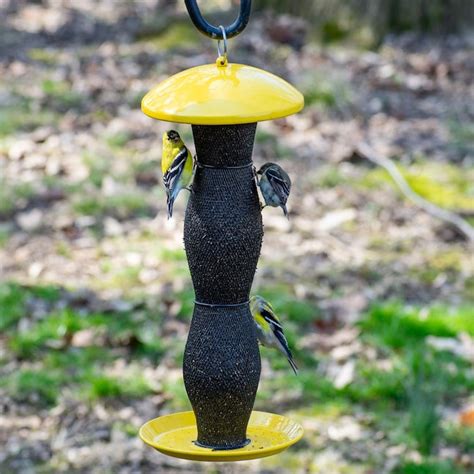 Bird Feeder Yellow Finch