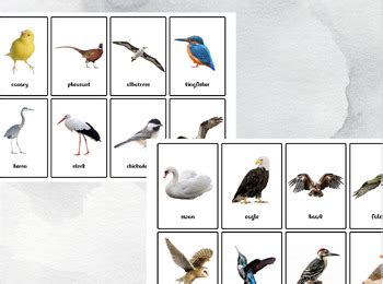 bird flash cards