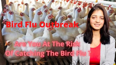 bird flu from eating chicken
