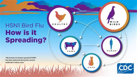 Unveiling the Potential: Bird Flu 2025 - A New Frontier in Global Health Concerns