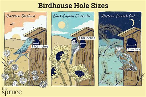 Bird Hole Sizes