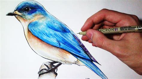 bird images for drawing