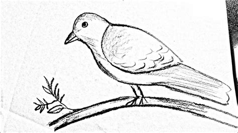 bird ki drawing