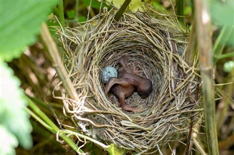 Bird Kicks Eggs Out Nest