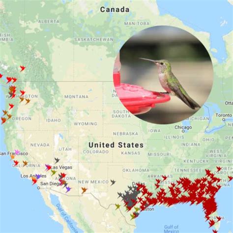 bird migration interactive map