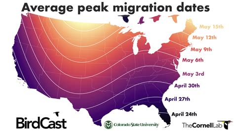 Bird Migration Times