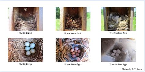 Bird Nest Comparison