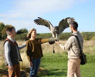 bird of prey experience