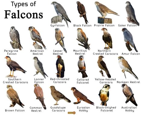 bird of prey in the falcon family 5 letters
