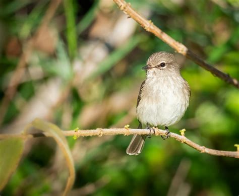 Bird Perched In Branch