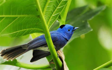 bird pictures hd