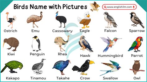 bird pictures name