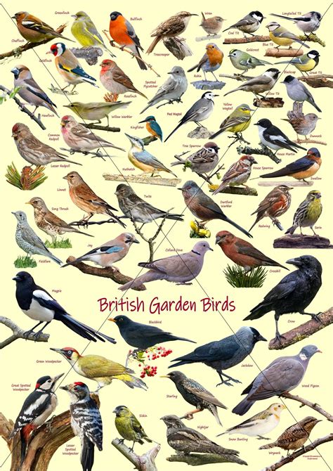 bird pictures uk